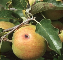 Apfelwickler-Bohrloch - der Apfelwickler befllt vorwiegend pfel, aber auch Birnen, Quitten, Aprikosen, Pfirsiche, Pflaumen, Kirschen, Weidornfrchte, Esskastanien und Walnsse